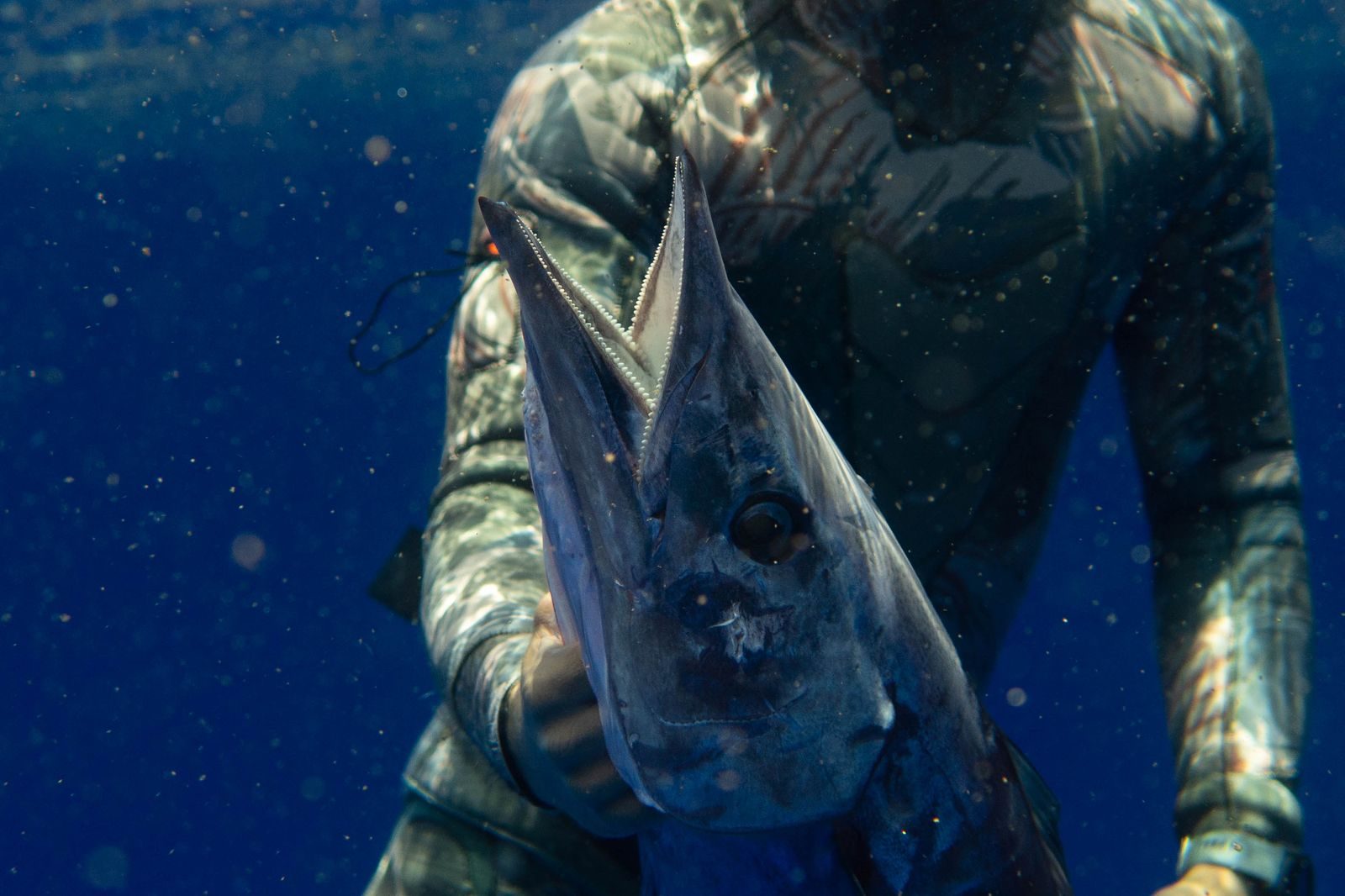 Spearfisher holds a freshly caught fish underwater in the clear Hawaiian ocean.
