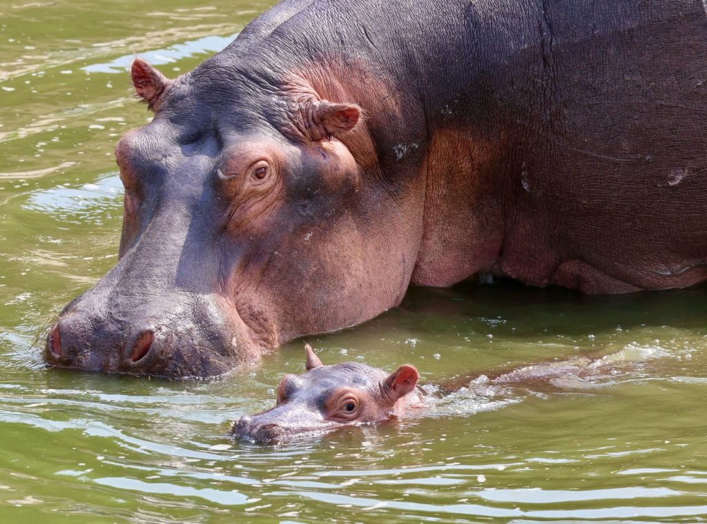 A close-up shot of a mother hippopotamus with her calf swimming in a Ugandan river.