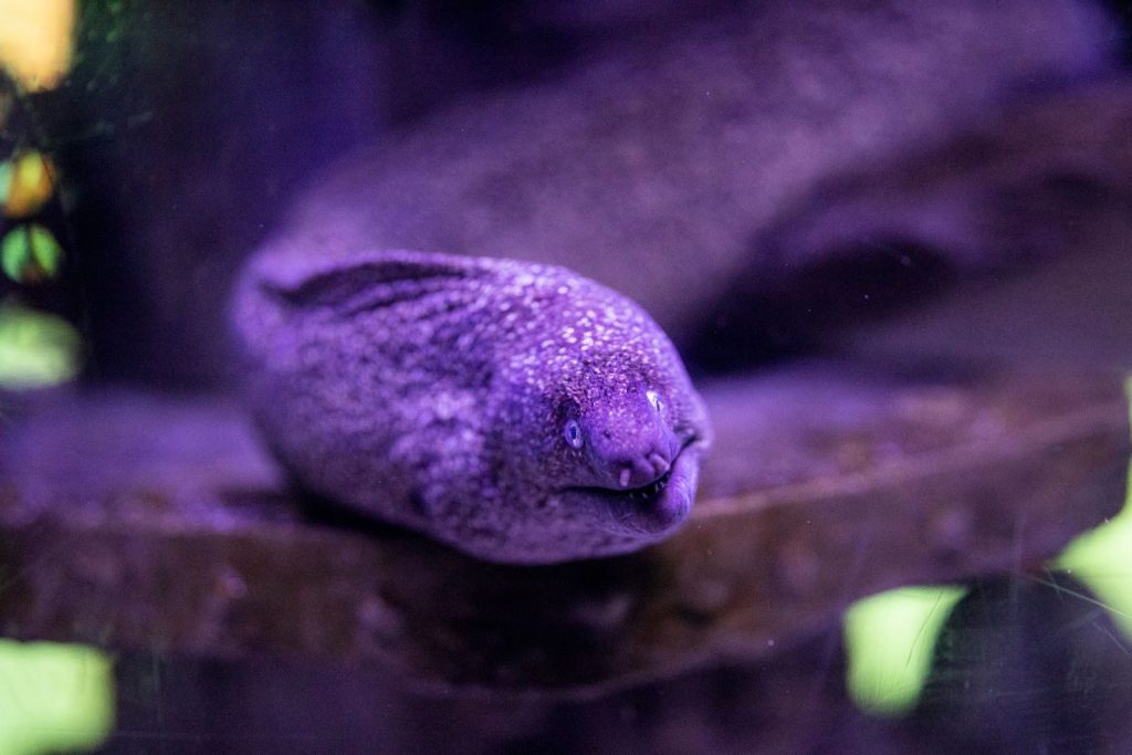 Vibrant purple moray eel swimming underwater in an aquarium.