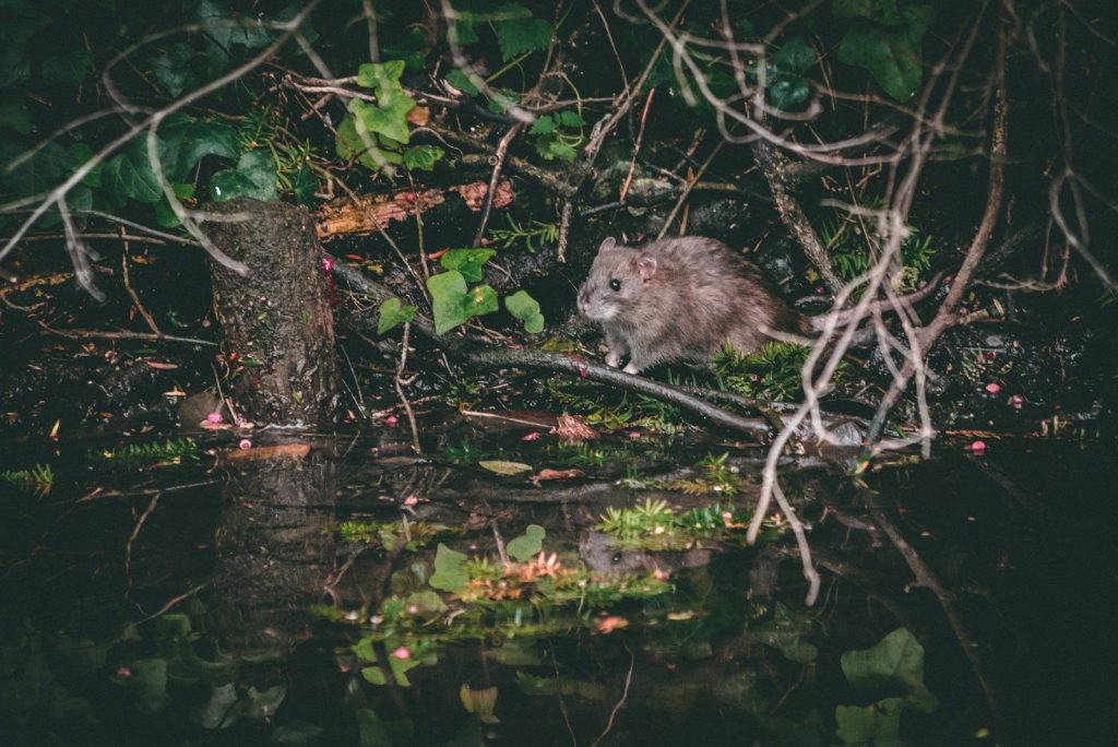 gray rat near tree