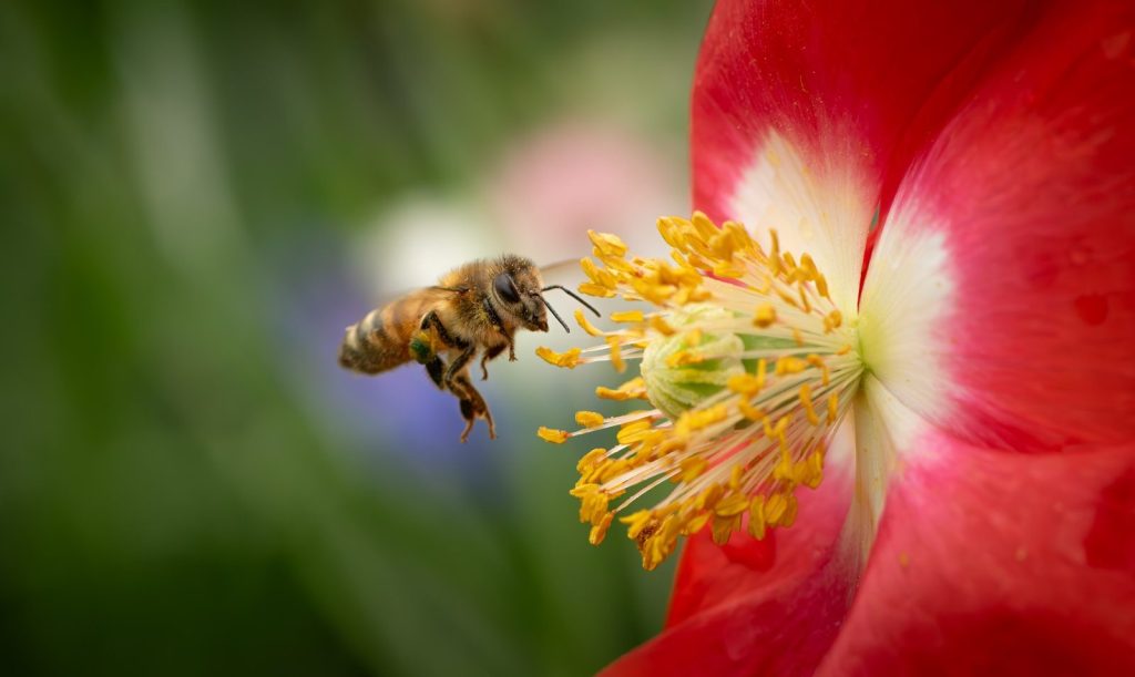 A close up of a red flower with a bee on it