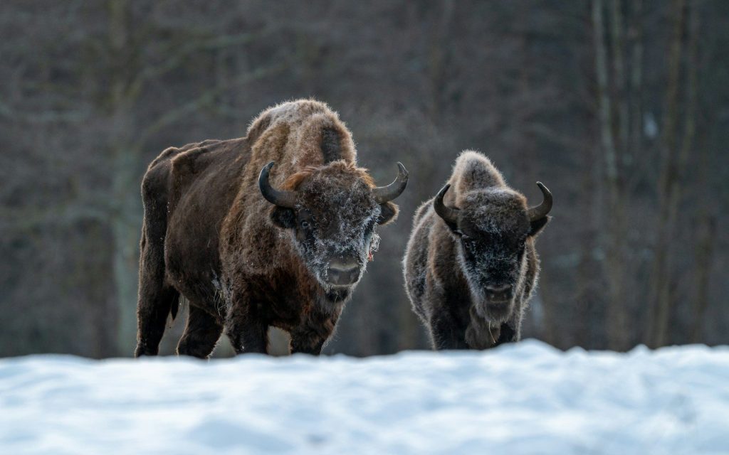 Two bison stand in a snowy forest clearing
