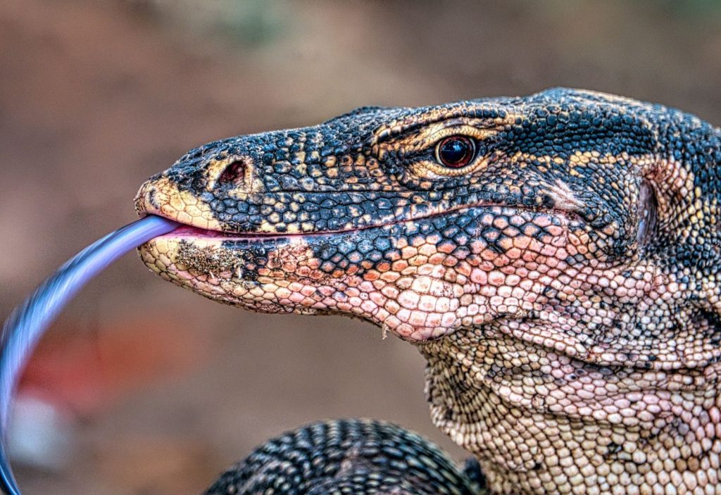Detailed close-up of a Komodo dragon in Jakarta, Indonesia, showcasing its scales and extended tongue.
