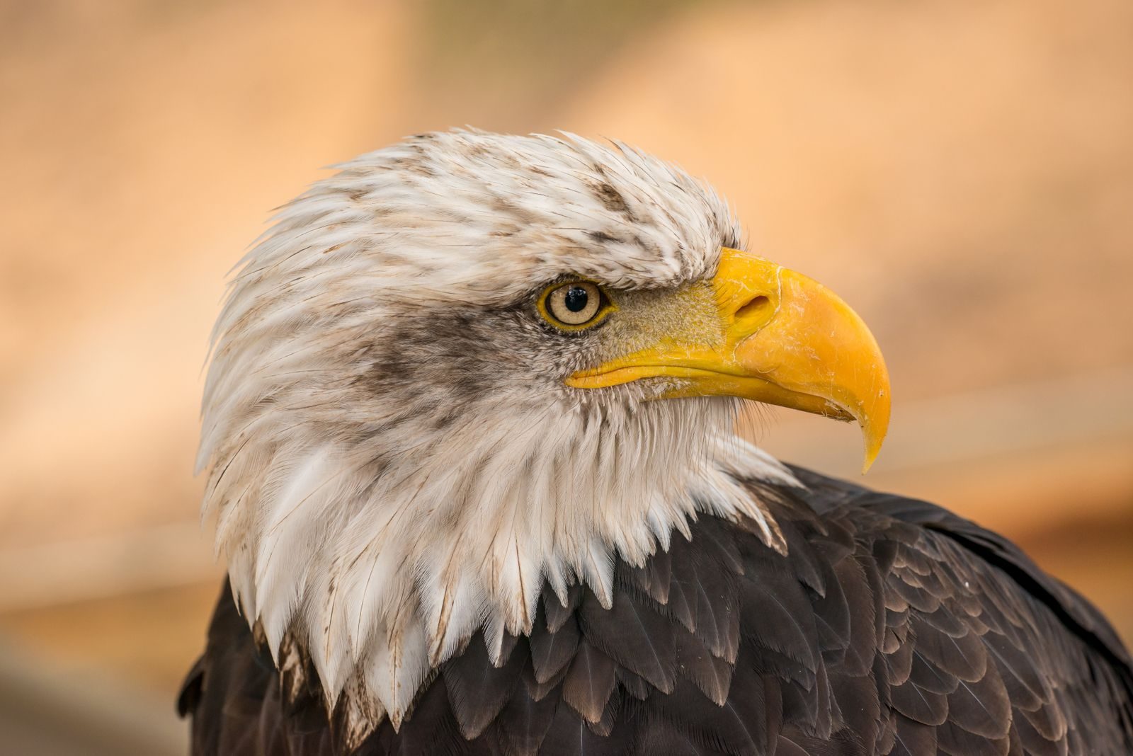 Detailed close-up of a bald eagle showcasing its striking yellow beak and piercing eyes.