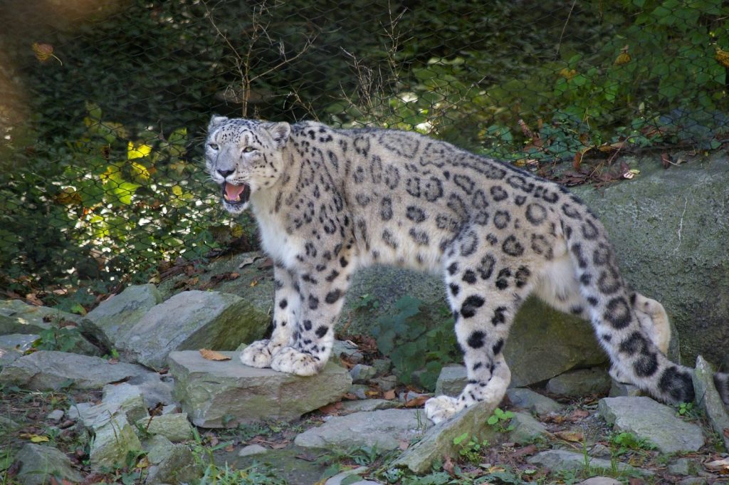 Fluffy irbis roaring and looking at camera while having stroll on stones surrounded by fence and greenery