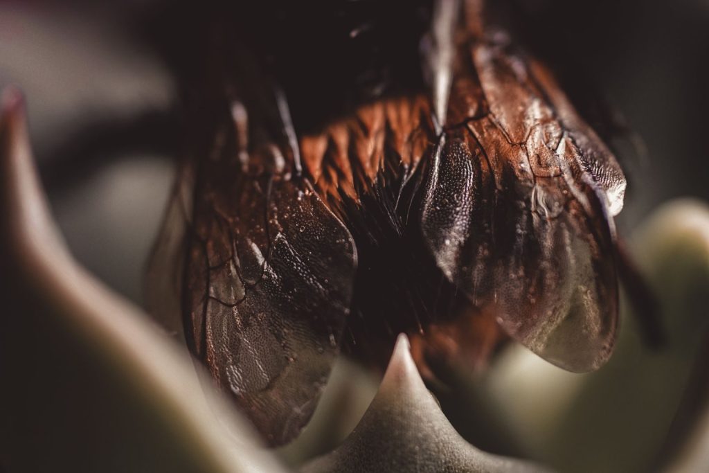 Detailed macro shot of a bee's wings perched on a flower petal with blurred background.