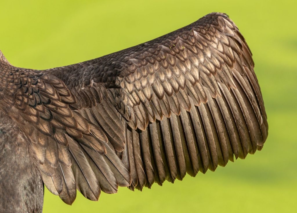 Close-up of a bird's wing showcasing detailed feathers against a blurred green background.