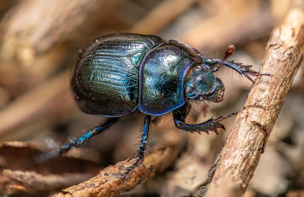 Macro shot of a vibrant green beetle exploring wood in daylight outdoors.