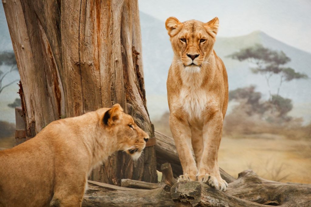 Two lionesses by a tree in their natural savannah habitat, showcasing wildlife beauty.