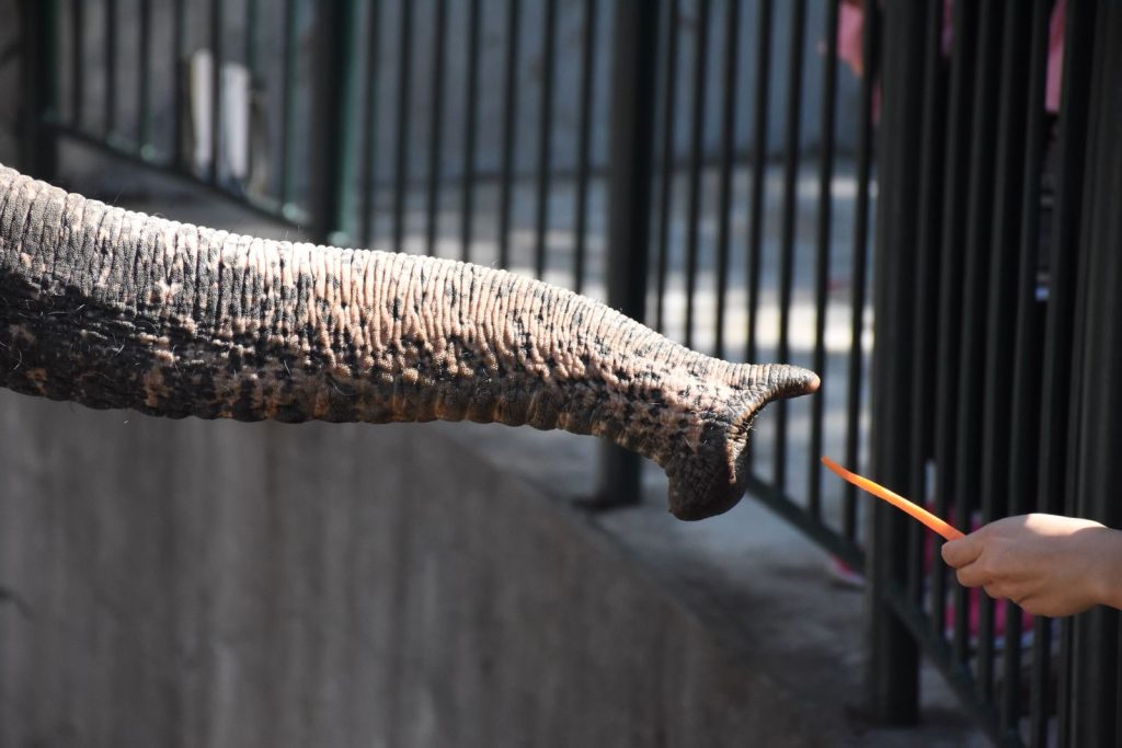 Side view of anonymous person with fresh carrot and reached elephant trunk with wrinkled skin near metal fence in zoo in sunlight