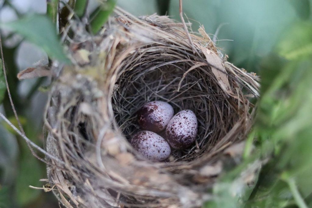 From above of spotted bird eggs in dry nest coiled of tree twigs near green leaves in daylight in park
