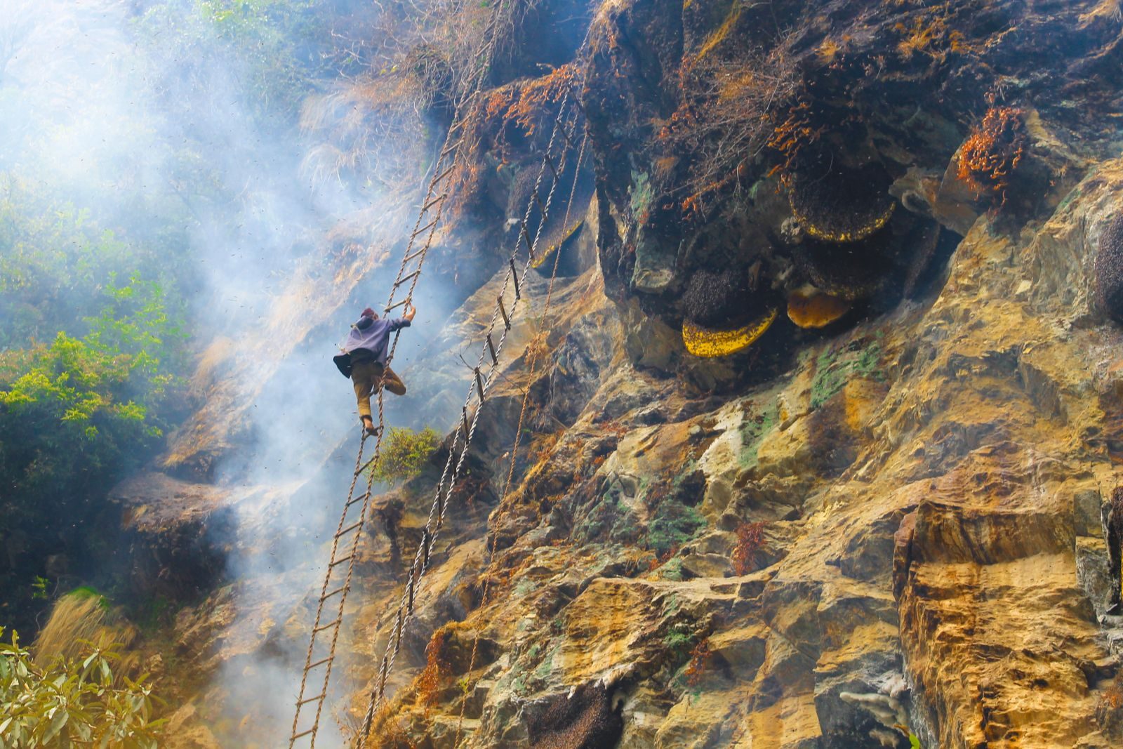 Adventurous honey collector climbs rocky cliff with smoke for wild bees in Nepal.