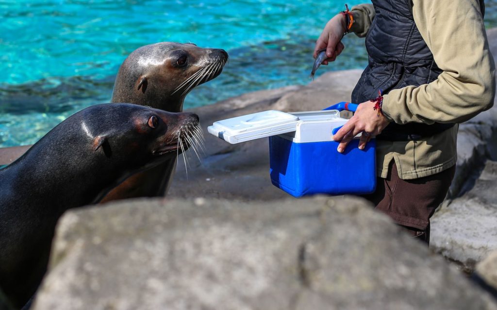 Two seals eagerly awaiting food from a handler's cooler by the water's edge.