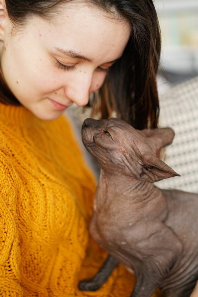 Crop young female in yellow sweater playing with cute gray Sphynx cat while resting on sofa