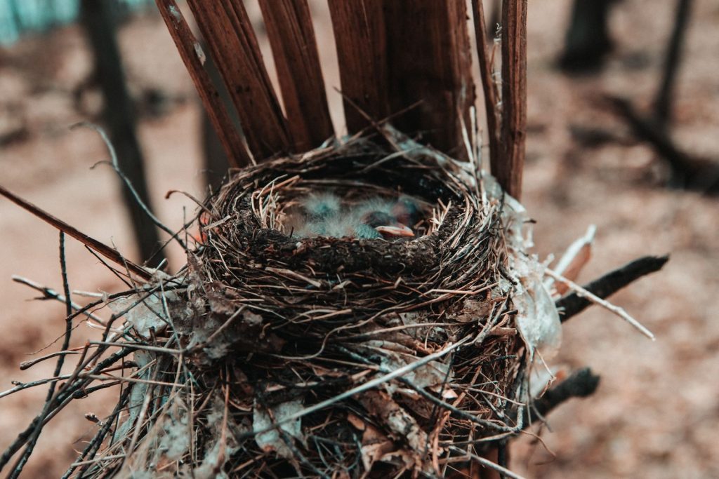 A detailed view of hatchlings resting in a nest on a tree in a forest setting.