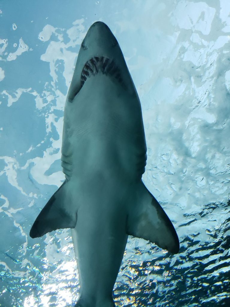 A stunning view of a Great White Shark swimming gracefully underwater in a Toronto aquarium.