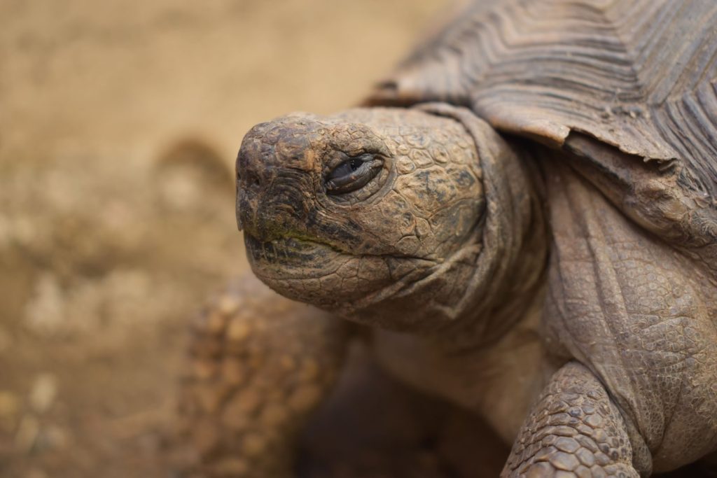 Slow animal of order reptiles old turtle with hard shell on rocky ground
