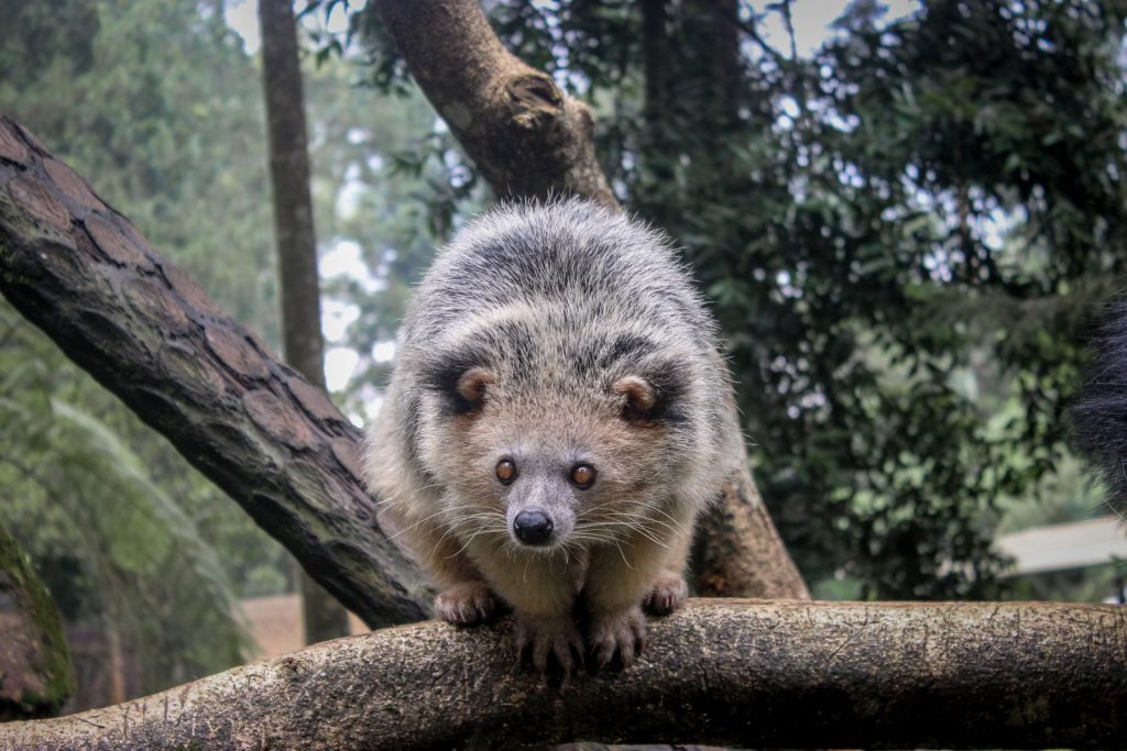Close-up of a binturong perched on a tree branch in an Indonesian forest setting.
