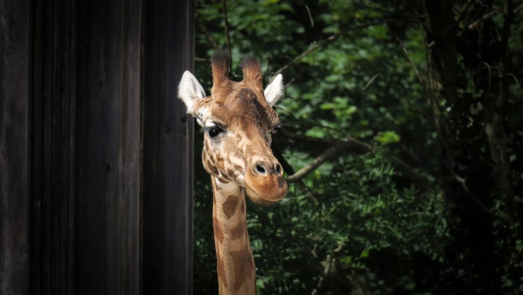 Close-up of a giraffe in Lyon Zoo with lush greenery providing a natural backdrop.