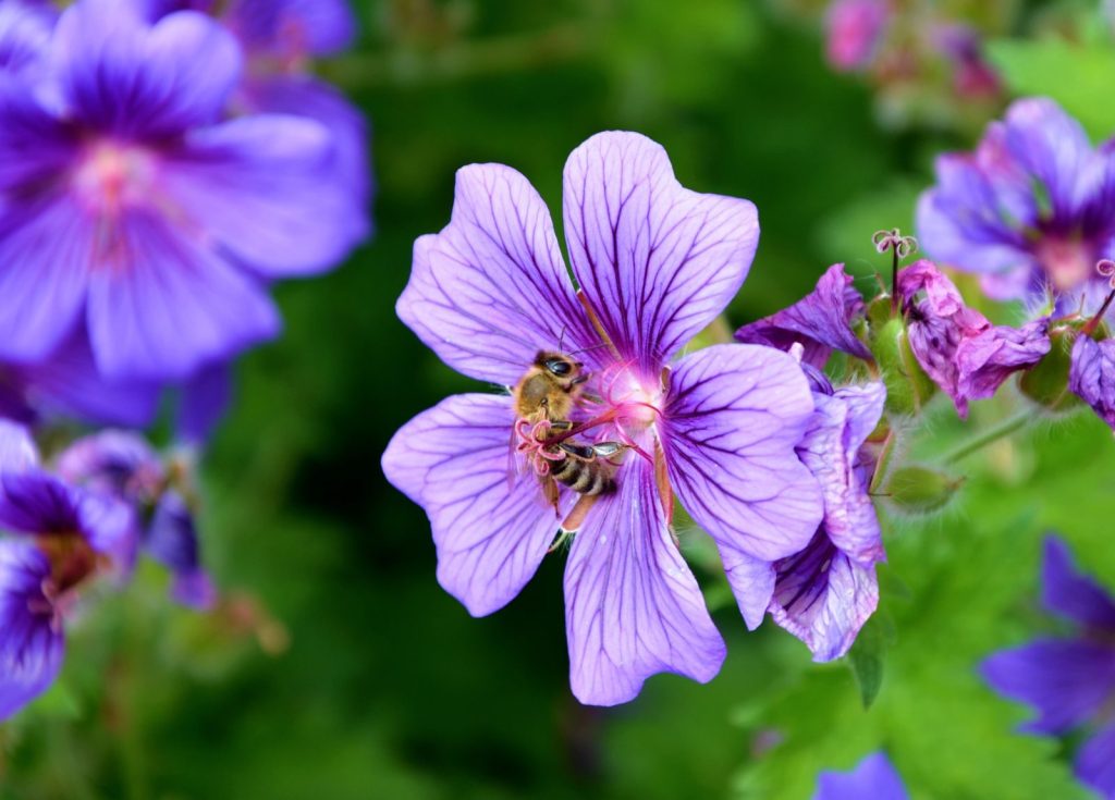 Close-up of a honeybee pollinating a vibrant purple flower in natural surroundings.