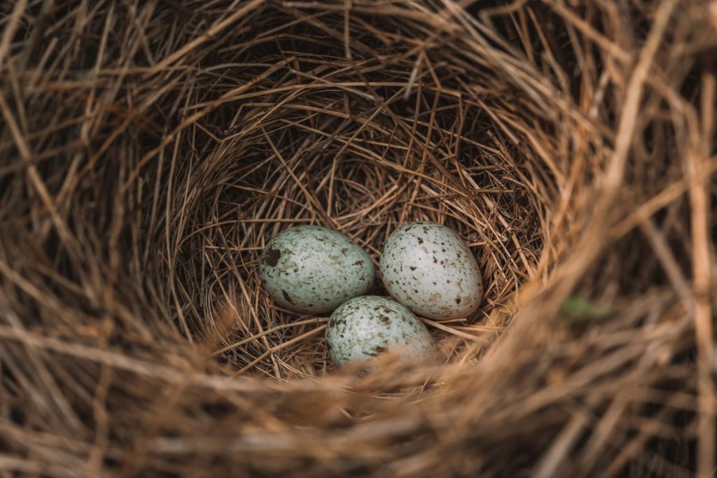 Focused shot of a bird nest containing three speckled eggs among dried twigs.