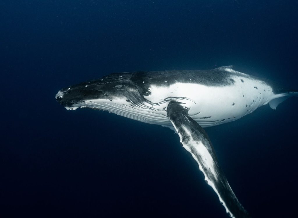Side view of amazing humpback whale swimming in deep dark blue waters of ocean