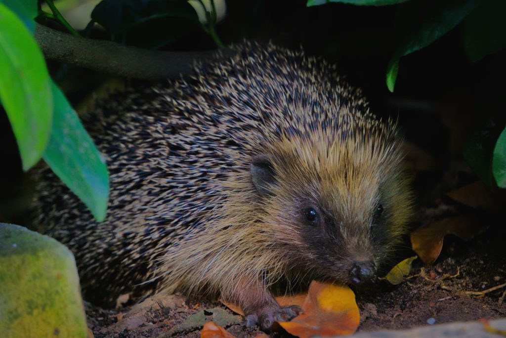 A detailed close-up of a hedgehog hiding among leaves, showcasing its spiky texture.