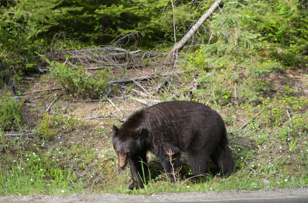 A black bear walks on a grassy hillside near trees.