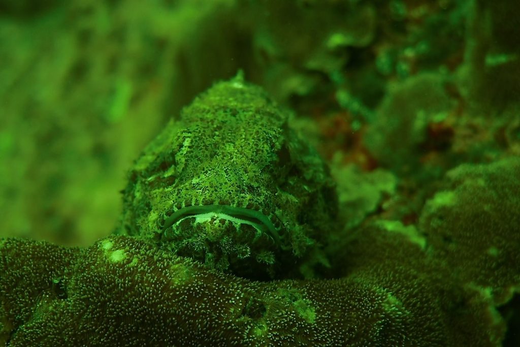 A camouflaged fish blending with green coral in an underwater scene.