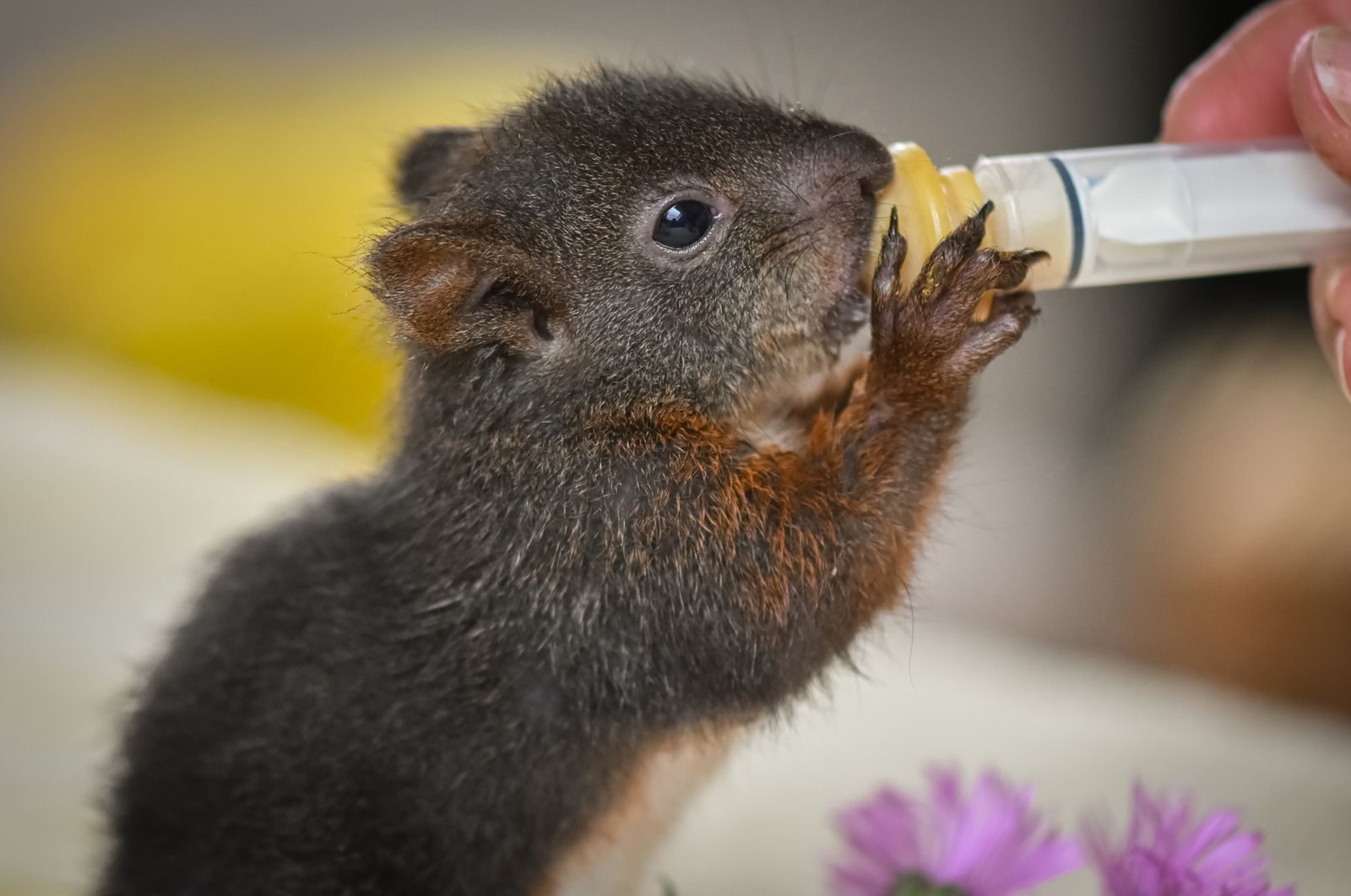 Adorable baby squirrel feeding from a syringe, close-up capture highlighting features.