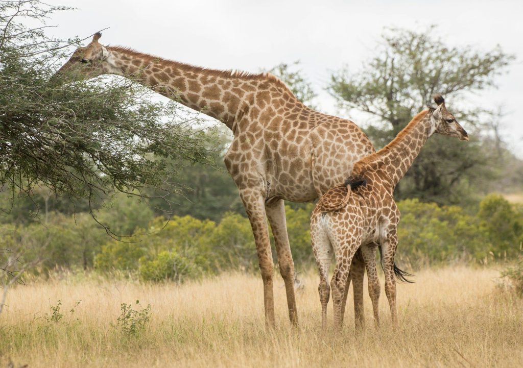 two brown giraffes