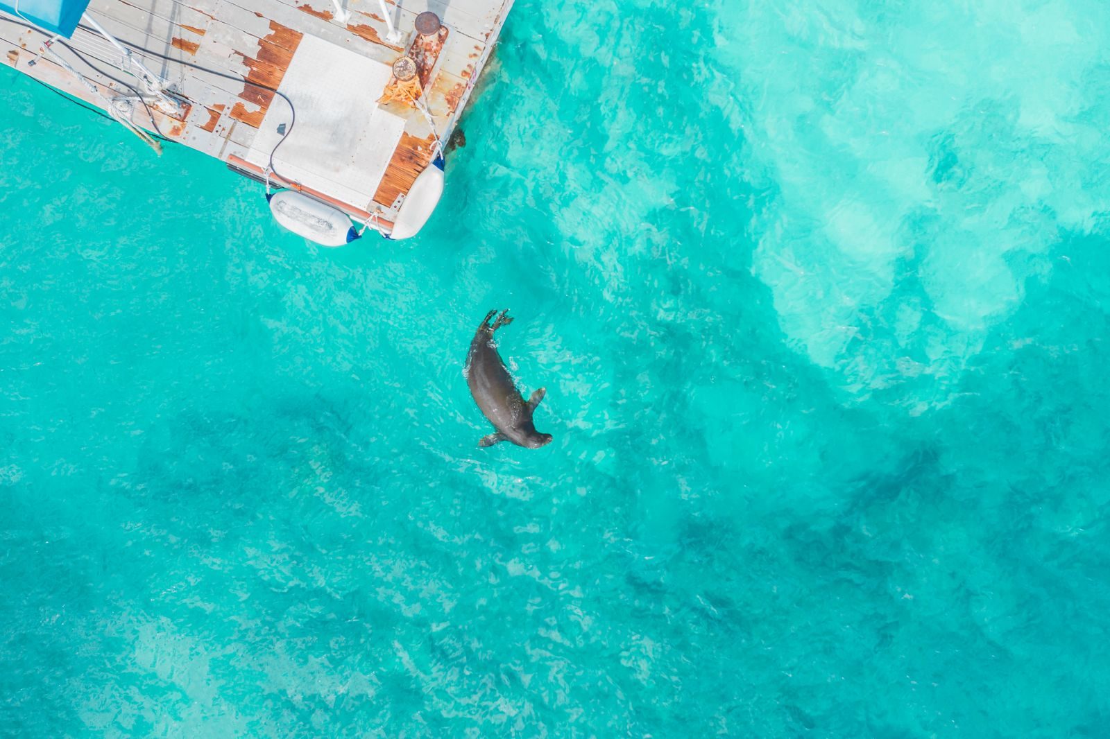 Aerial photo showing a seal swimming in turquoise waters near a docked boat.