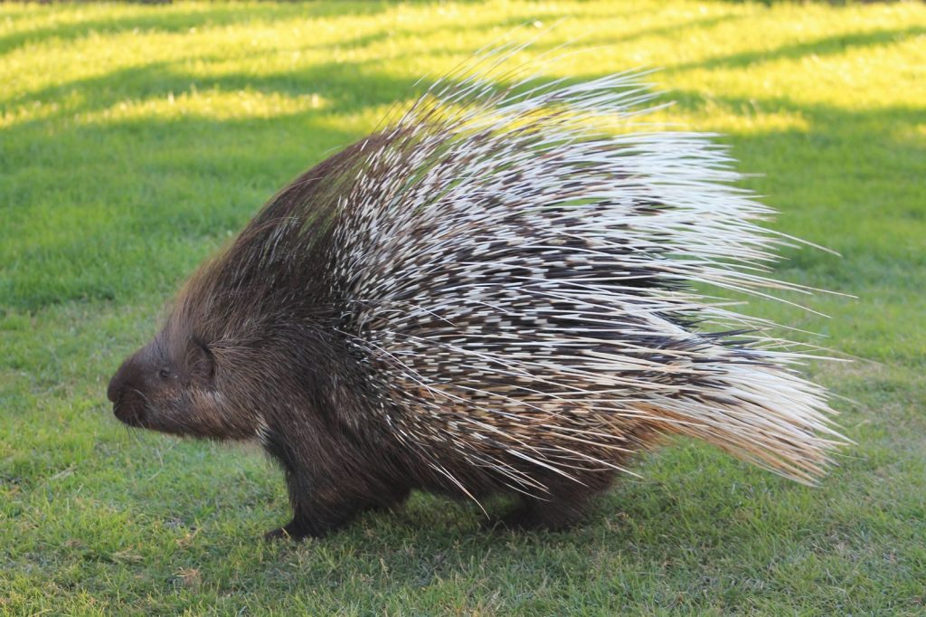 A detailed view of a spiky porcupine walking on green grass, showcasing its quills.