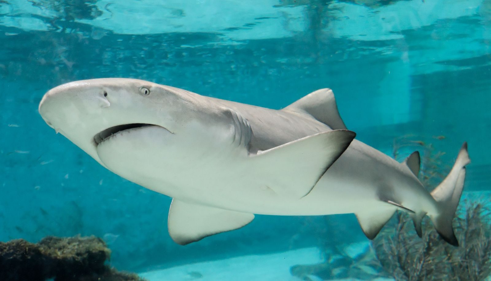 A close-up shot of a shark swimming gracefully underwater, displaying its sleek body and fins.