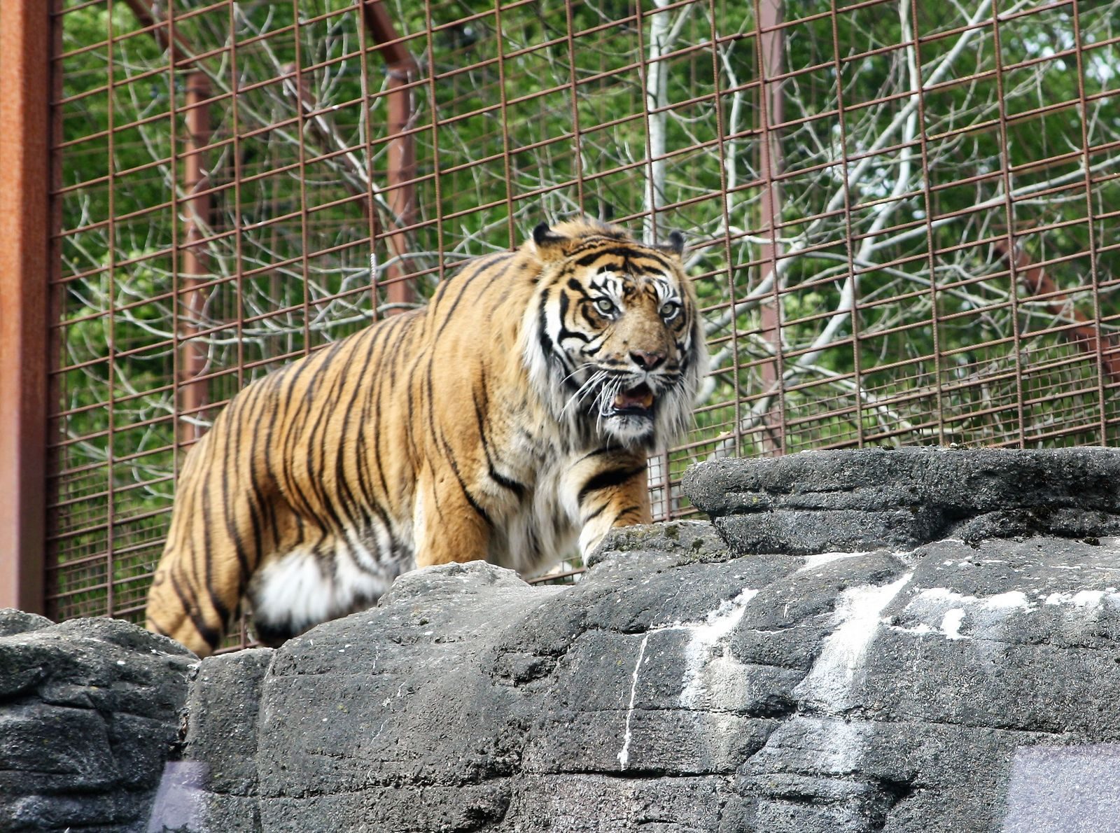 Sumatran tiger prowling inside its enclosure at Aalborg Zoo, Denmark.