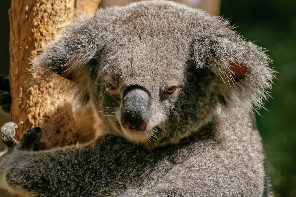 Adorable koala bear clings to a tree in its natural habitat, showcasing its fluffy fur and iconic features.