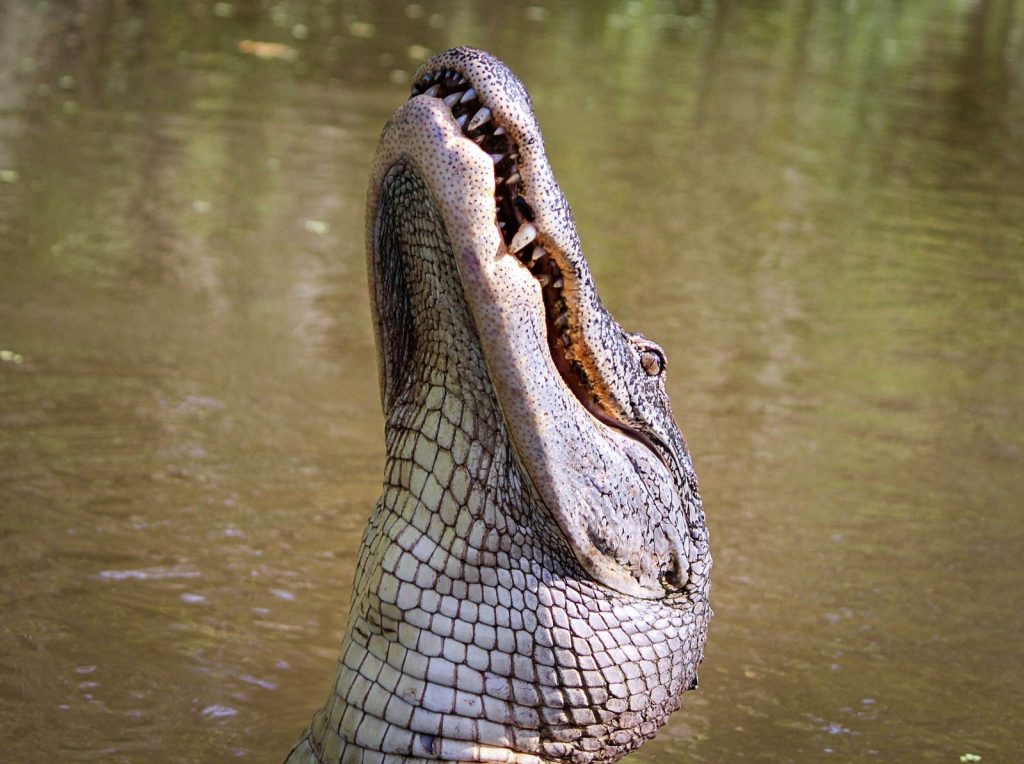 Close-up of an alligator with open jaws, showcasing its fierce presence in a swamp setting.