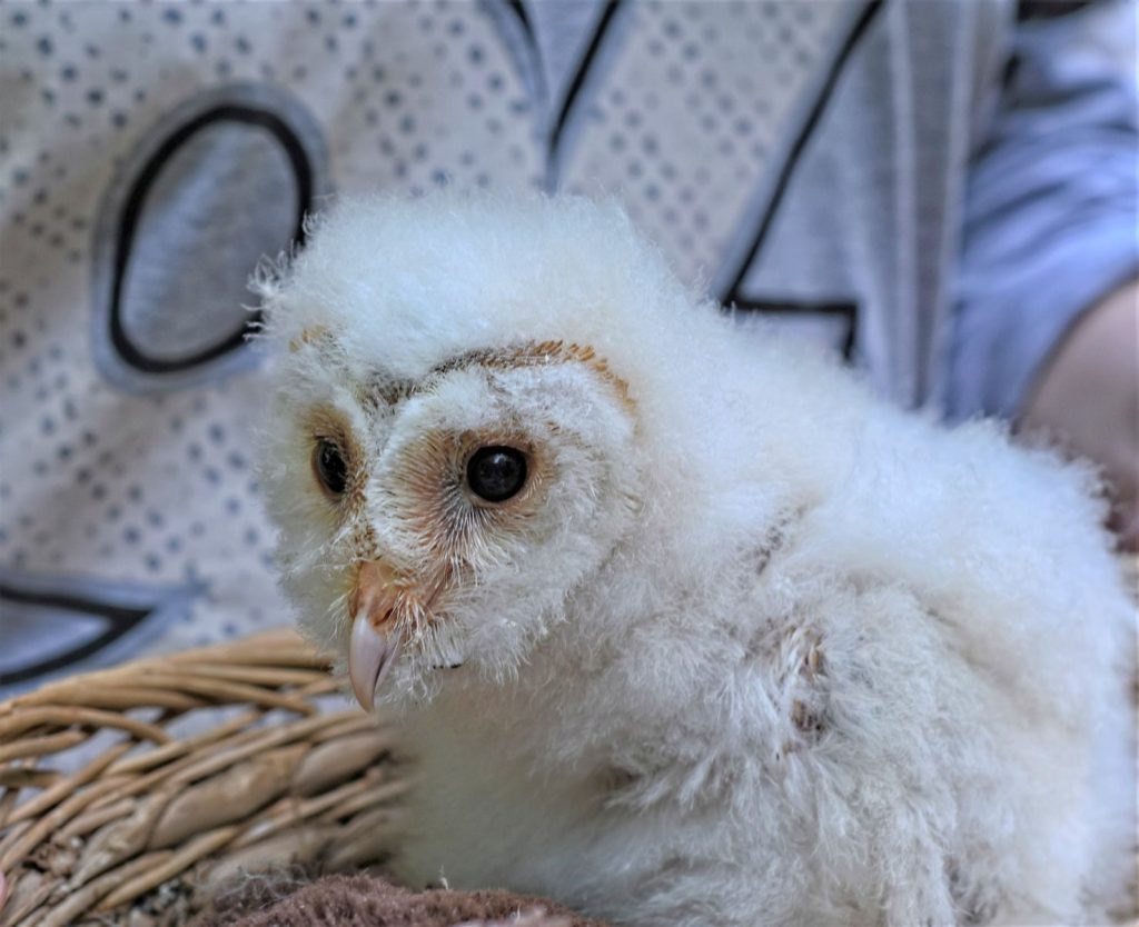 Cute young barn owlet with fluffy white feathers resting in a woven basket.