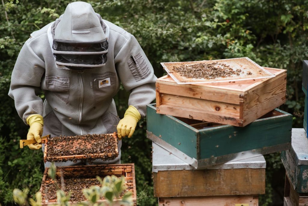 Anonymous farmer in protective helmet and gloves holding honeycomb with bees and honey while working in garden