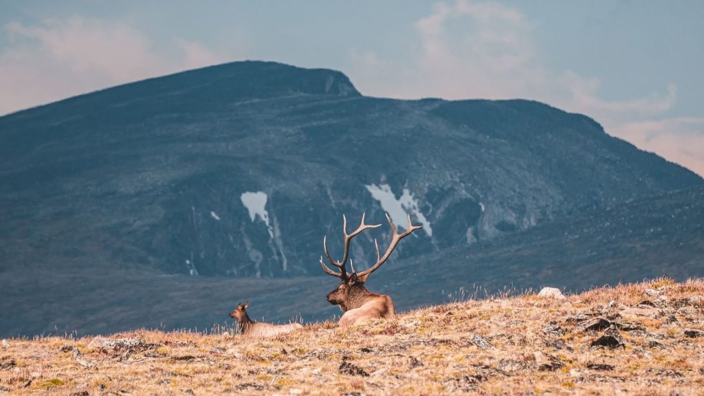 A tranquil scene of reindeer resting on a mountain landscape during daylight.