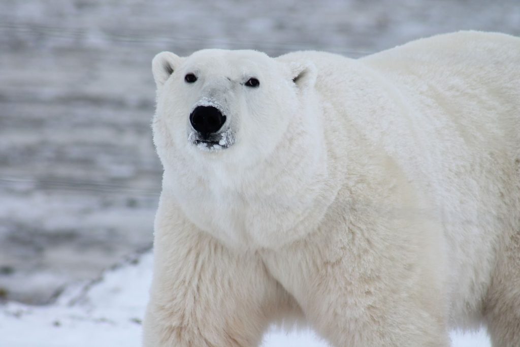 Close-up of a polar bear in its natural icy habitat, showcasing its majestic presence.