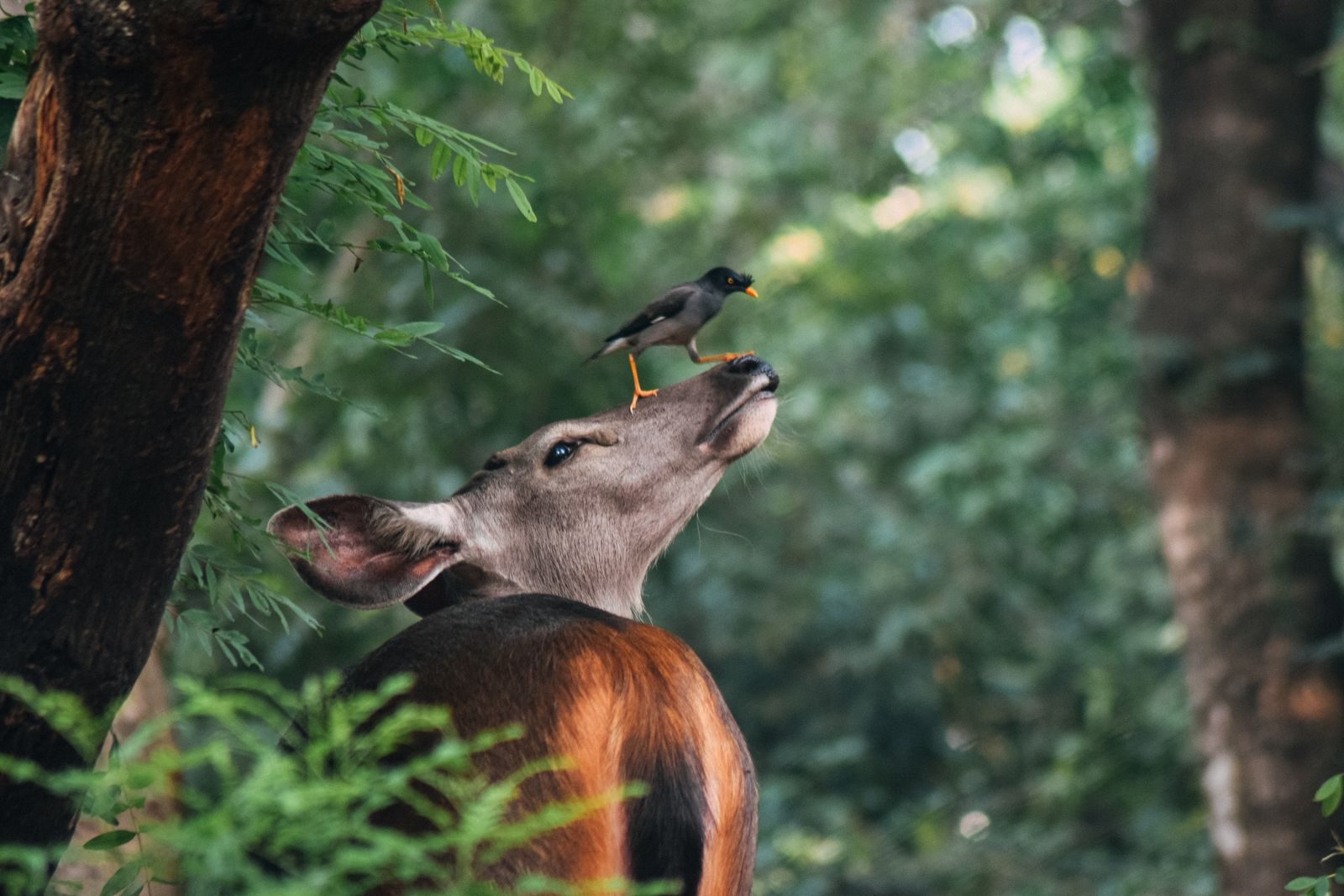 A vibrant image of a myna bird perched on a deer's head in a lush forest setting.