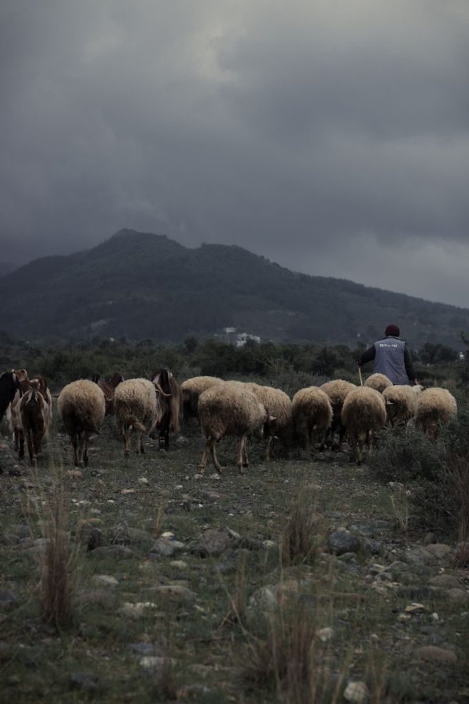 A shepherd guides a flock of sheep in a mountainous pasture under cloudy skies.
