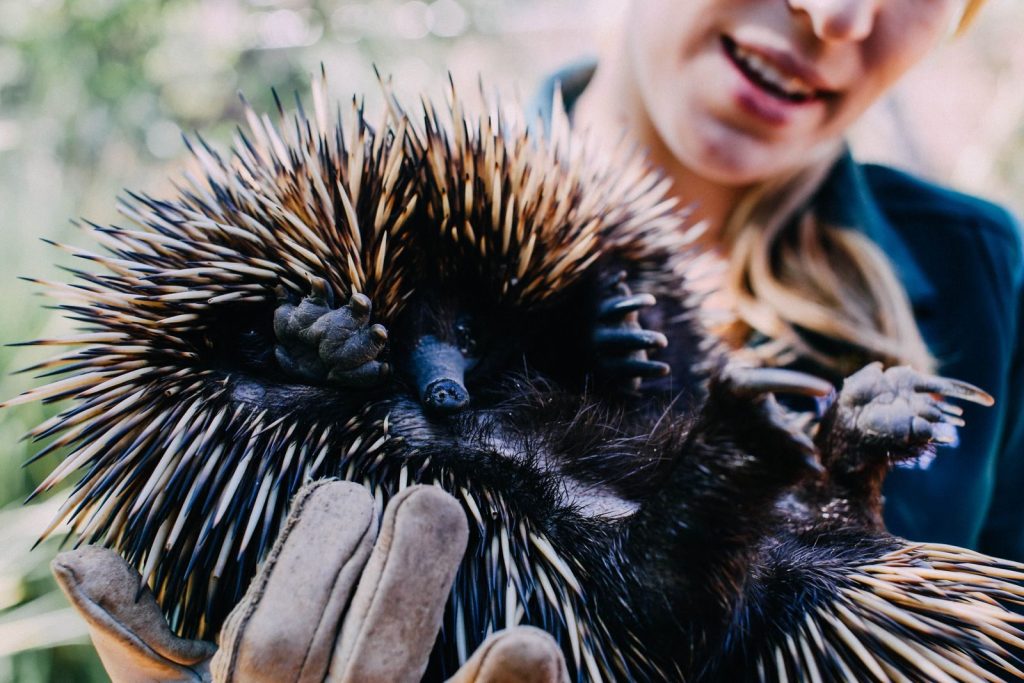 Close-up of a zookeeper holding a spiky echidna with protective gloves in a natural environment.