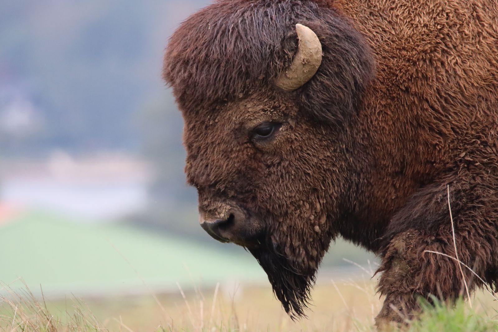 A detailed close-up image of an American bison grazing in a field, showcasing its majestic presence.