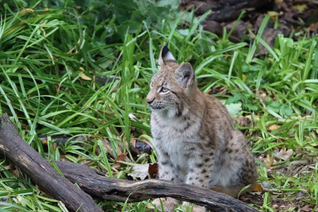 A young bobcat sits attentively among lush greenery in a natural forest setting.