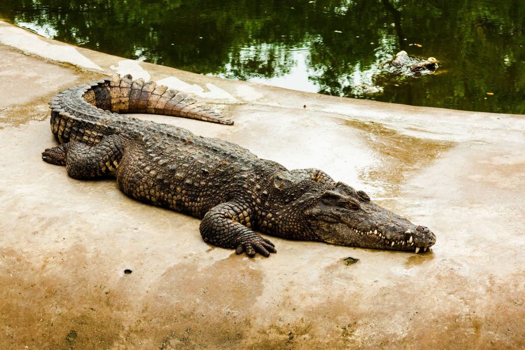 A Nile crocodile resting near a water body, showcasing its scaly texture and sharp features.