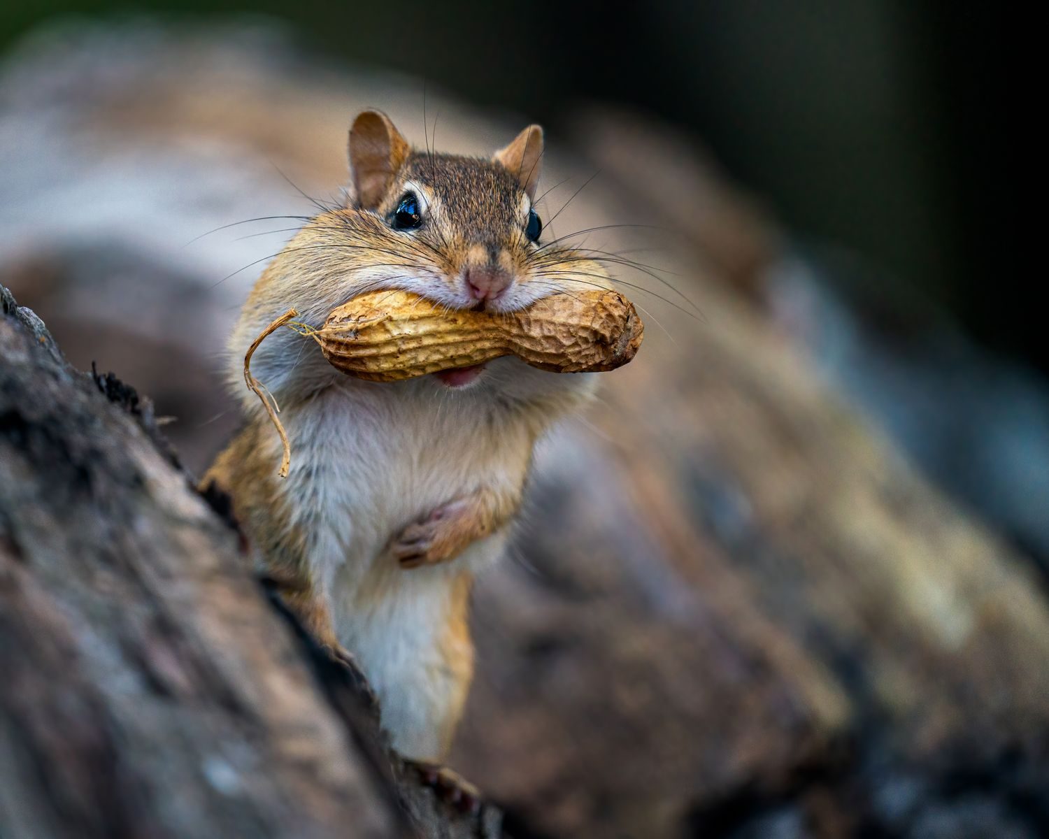 Small cute chipmunk with mouth full of peanut standing near wood with dry bark while eating in forest on blurred background