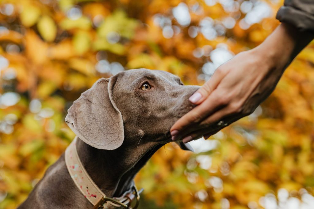 Close-up of a Weimaraner dog sniffing a human hand with autumn leaves behind.