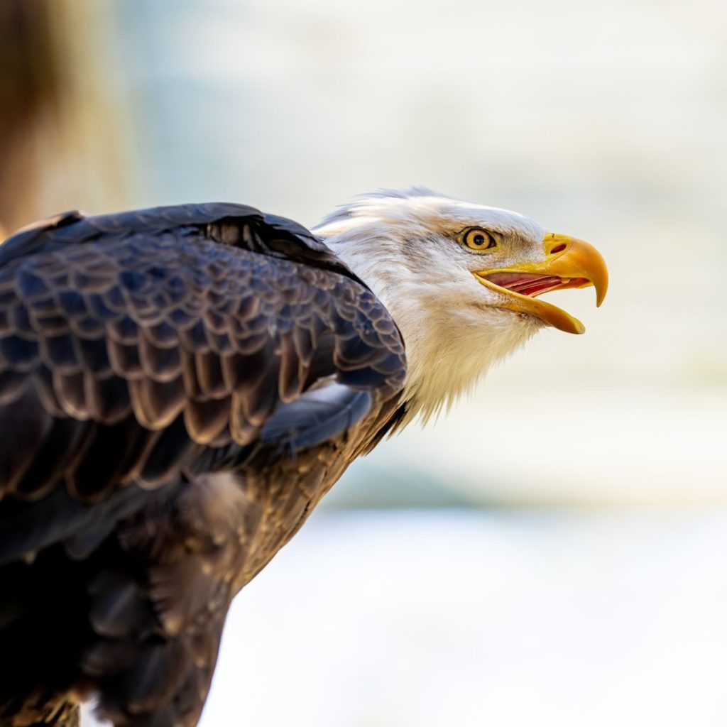 Predatory eagle with white head yellow beak and dark brown wings sitting in nature in bright sunlight on blurred background